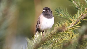 Good morning #Birds & #Nature! Dark-eyed junco singing (Junco hyemalis) North America, Arctic. | BIRDS & Nature