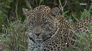 A familiar leopard spirit… On this day in 2023, James encountered male leopard Mzemba, only known offspring of the legendary Hosana. He is now a dominant male in the northern Sabi Sand, carrying the legacy of his famous forebears. Seeing him stirred deep emotions… joy, nostalgia, and even a few tears. For those who loved Hosana, this moment was a soul-touching reminder that his story lives on. #wildearth #leopard #wildlife #nature #safari | Wildearth