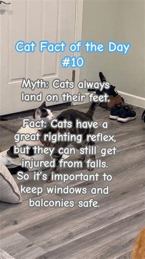 Cat Fact of the Day #10 🐱