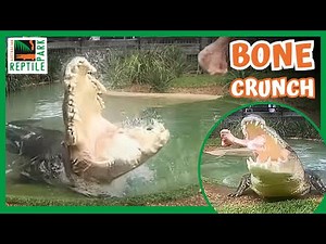 HUGE SALTWATER CROCODILE BONE CRUNCH