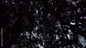 The large branches and multiple dark branches cover almost everything