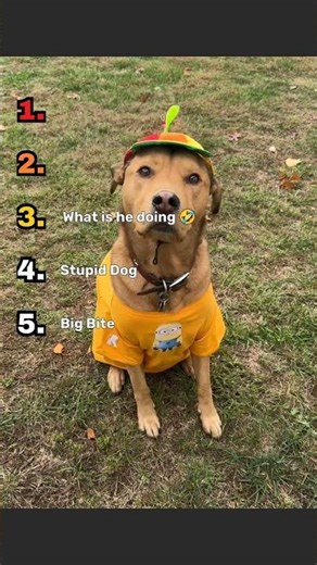 Dumbest Dogs This Week #dogs #funny #pets