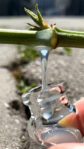 This plant sap is as expensive as silver, but most people have no idea, and it grows everywhere... | Wise Grandma's Advice