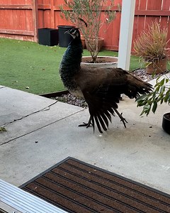 3M views · 10K reactions | This new peacock mum was so happy to show off her baby  | LADbible | Facebook