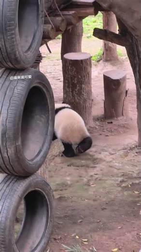 How to Safely Pack a Cutie Rabbit for Travel RabbitTravel PetPackaging