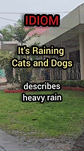 The phrase "it's raining cats and dogs" is a colorful idiom used to describe very heavy rain. It doesn't literally mean that animals are falling from the sky, but rather that it's pouring rain heavily. The exact origin of the phrase is unknown, but there are a few theories: * Literal Interpretation: Some believe it might have originated from historical events where heavy rain could wash animals, especially stray cats and dogs, off the streets and into gutters or drains. * Mythological Connection