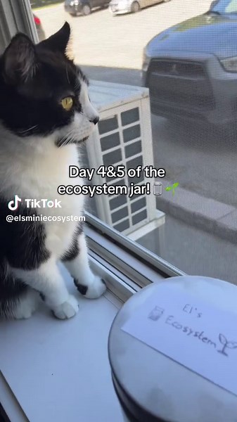 I need your thoughts, should I… keep this and see what happens, or start a new jar from a fresh pond?😅#ecosystemjar #naturetok #followme #day4 #day5