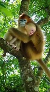 #animalfriendship #NatureLove #monkeys #CuteAnimals | Monkeys Rescue
