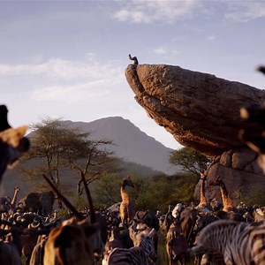 Feel the love tonight for a classic, reimagined. The Lion King is now streaming on #DisneyPlus. Start your free trial. | Disney