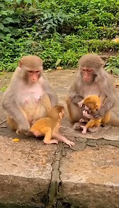 158K views · 1K reactions | Naughty Mother monkey fight little kid stay near her #reelsfb #reelsviral #reelsvideo #reels2023 #reelsusa | Mili Clips | Facebook