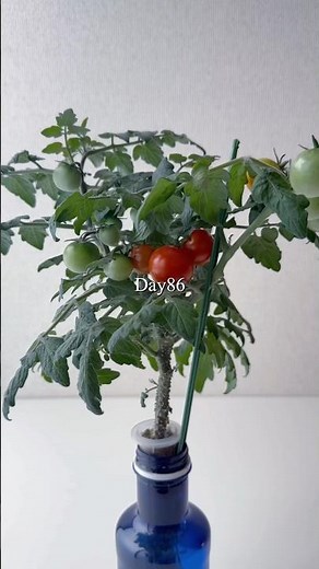 青いボトルでミニトマト栽培