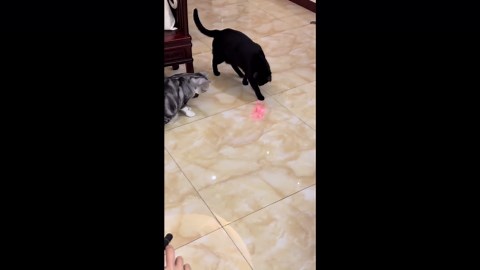 Cat chases laser pointer in Fujian, China
