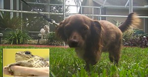 Giant Bufo toads prove dangerous for dogs