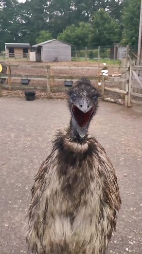 Rare Video: Emu Yawning Twice!