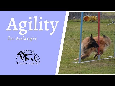 Agility " Slalom " Wie du den Slalom richtig aufbauen kannst.