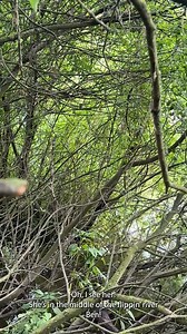 🚨 Sheep in the River – PART 2! 🚨 The drama continues! 😬 Our runaway sheep is still in the river, and now it’s a race against time. Farmer Ben and C are in hot pursuit, desperately trying to catch her before the current sweeps her away. 🌊🐑 She’s fast, wily, and absolutely not in the mood to cooperate... but will they manage to grab her before it’s too late? You don’t want to miss this one — the tension is real! 🎥👇 #SheepRescue #RiverDrama #FarmLifeUnfiltered #FarmerBenOnAMission #RescuePar