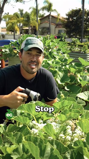 10K views · 128 reactions | Much of the common wisdom around watering is either untrue or incompl | Growingfarms | Facebook