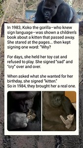 14M views · 145K reactions | Koko was a gorilla born in 1971 at the San Francisco Zoo. She lived in California with Dr. Penny Patterson and learned over 1,000 signs. #animals #facts | StoryTime | Facebook