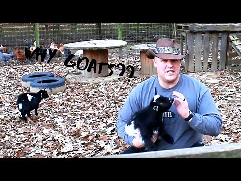 Why should you raise Nigerian Dwarf Goats?