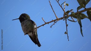 Male Anna's Hummingbird perched and fluffing its feathers in slow motion