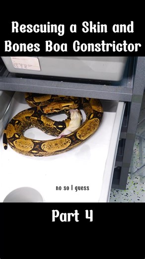 Rescuing a Skin-and-Bones Boa Constrictor | rescuing a skin and bones boa