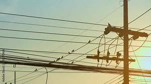 Flock of pigeon birds sitting on electric wires against sunrise sky.