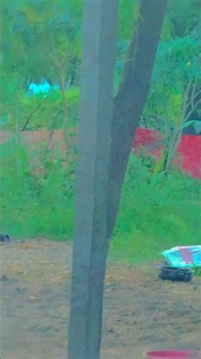 #remix #dj #music #cow #song #animals 🥰🥰©️©️😲🐥