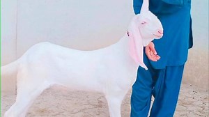 2K views · 322 reactions | Mashallah vip rajan puri cheap goats offer by Shahzaib Goat Farm راجن پوری بکریوں کی سستی آفر | Shazaib goat farm | Facebook