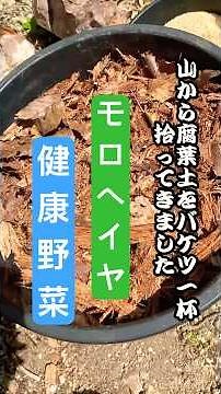モロヘイヤの植え付け