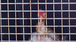 100 Chickens Discovered in Basement