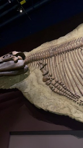 2.9K views · 37 reactions | Ichthyosaur fossil at the Nevada State Museum at the Las Vegas Springs Preserve #reels #facebookreels #reelsinstagram #reelsvideo #viralvideo #viralreels #viral #dayinmylife #JurassicWorld #JurassicWorldDominion #jurassicpark #preserve #fossil #museum | Manuella | Facebook