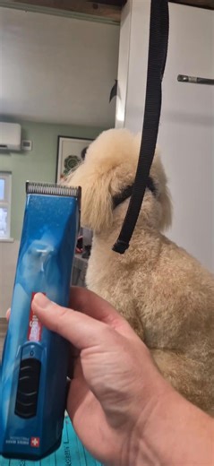 5.5K views · 49 reactions | PSA about your heiniger opal clippers  | Tanya Salas | Facebook