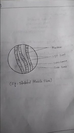 Striated Muscle fibre ✨🔬StriatedMuscle #SkeletalMuscle #MuscleFibre #HumanAnatomy #MuscleStructure