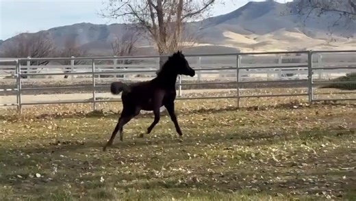 Our 2025 Black filly by Om El Maximus! She is out of Malificent who is by EKS Alihandro x Symphony of Love br *El Nabila B. She was a late filly but we think she is very special with a beautiful face! | Michael Weinstein