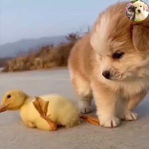 10K views · 275 reactions | A peaceful day in the countryside #Dogs #CuteDogs #LoveDog #SmartDogs Join my group :  Love Dogs  . Thank you so much ❤ | Dogs US | Facebook