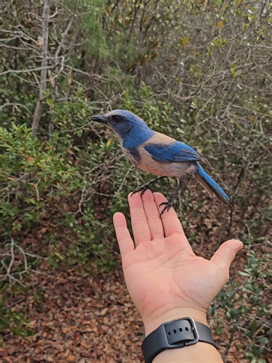 Understanding Florida Scrub-Jays' Curious Behavior