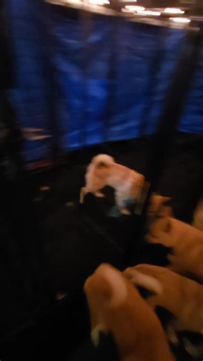 Goofy puppies shut the door and locked themselves in. Www.jlyndachs.com | J-Lyn's Miniature Dachshunds & Norwegian Buhunds