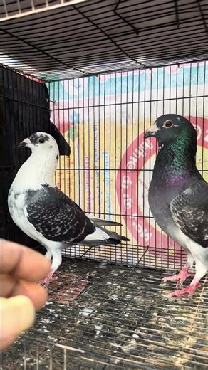 racing homer pigeon for sale
