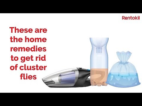 How To Get Rid Of Cluster Flies At Home? | Rentokil Pest Control