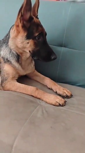 The Joyful Spirit of German Shepherds