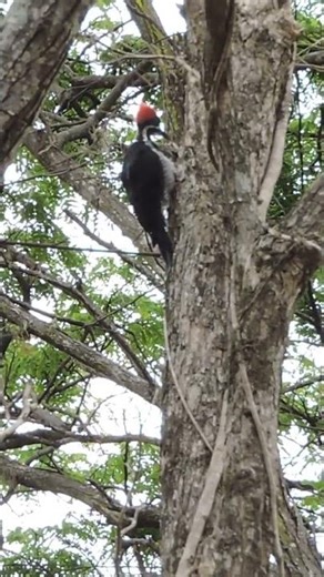 Pica pau do topete vermelho