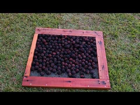 How to Clean Black Walnuts