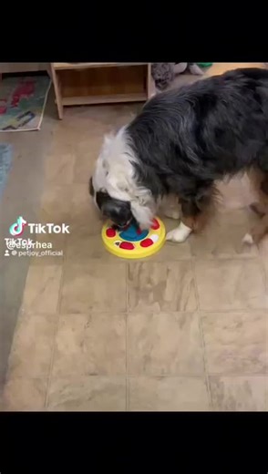 🐾 Keep Your Pet Engaged with the Puzzle Pawplexer! 🧩 ✅ Stimulates the mind & prevents boredom ✅ Encourages slow eating & healthy habits ✅ Fun, durable & pet-safe! 🛒 Get yours now #PuzzlePawplexer #SmartPetToys #HappyPets #petjoy 📸 @esprhea