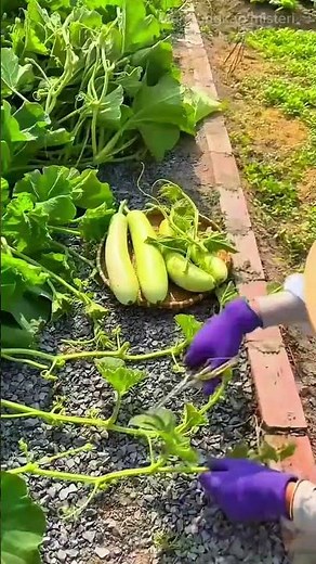 The Process of Harvesting Fresh Water Gourds Directly from the Garden in the Backyard