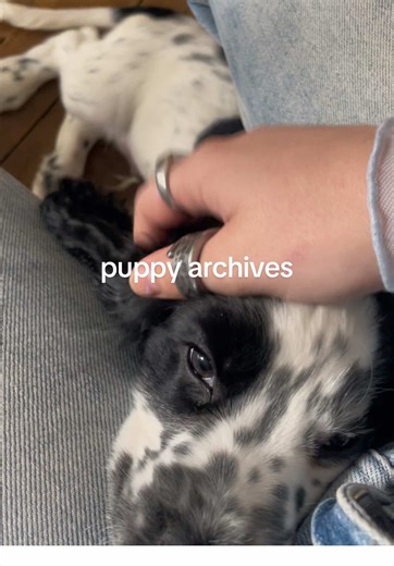 Cherishing Puppy Memories with a Cocker Spaniel