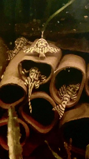 L236 pleco🤩 | Andreas Aakjær