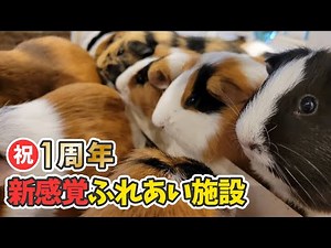 【祝】アニタッチみなとみらい1周年に潜入してきた！