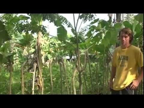 Mindanao Philippines - Living Fence 1 of 2