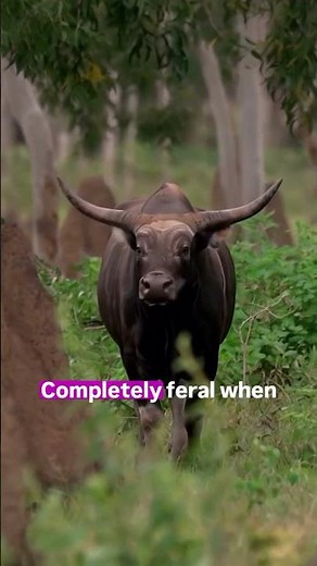 Banteng Bull Dominates Asian Jungle Like No Other Bovine