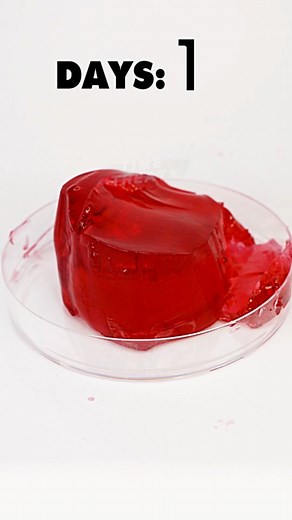 575K views · 15 reactions | Wobbly Jelly #timelapsevideo #reels ##jello | Time Treats | Facebook